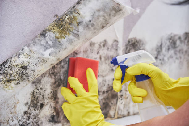 Best Industrial Mold Remediation  in Pinetops, NC